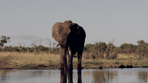 Bleach Bypass look on a front-facing elephant standing in water.