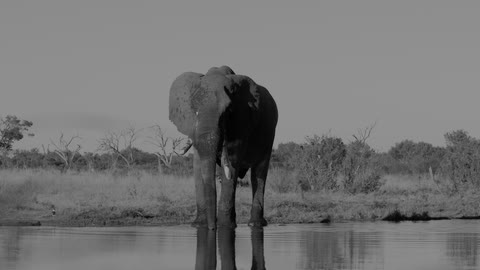 Contrast BW look on a front-facing elephant standing in water.