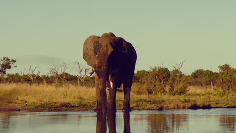 Cross Process look on a front-facing elephant standing in water.