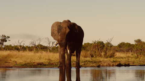 Golden Hour look on a front-facing elephant standing in water.