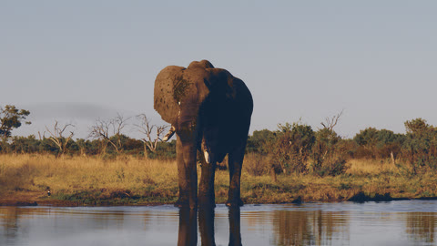 Night look on a front-facing elephant standing in water.