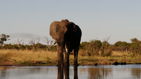 Rec.709 without a creative look: a front-facing elephant standing in water.