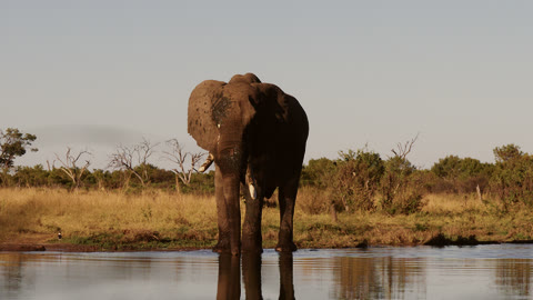 Portrait Neutral look on a front-facing elephant standing in water.