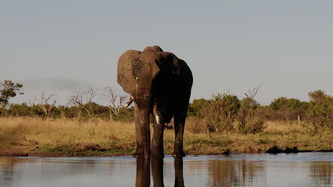 Rec709 Filmic look on a front-facing elephant standing in water.
