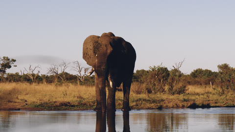 Soft Pastel look on a front-facing elephant standing in water.