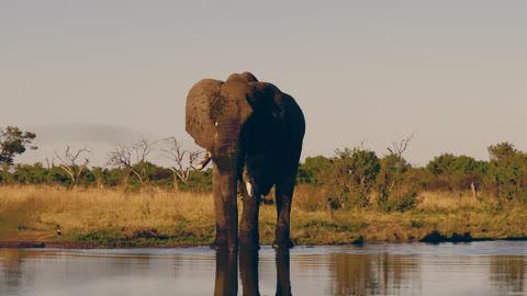 Teal Orange look on a front-facing elephant standing in water.