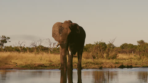 Warm Film look on a front-facing elephant standing in water.
